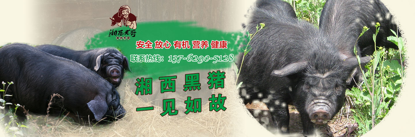 湖南湘西牧業有限公司-湖南省牧業|湖南省湘西黑豬養殖場|湖南黑豬種豬